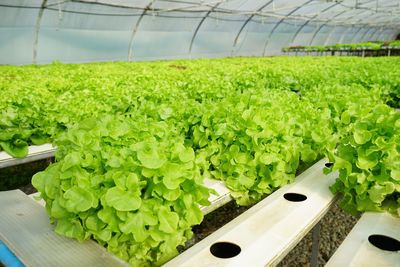 Close-up of vegetables in greenhouse