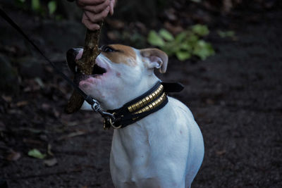 Close-up of hand holding dog