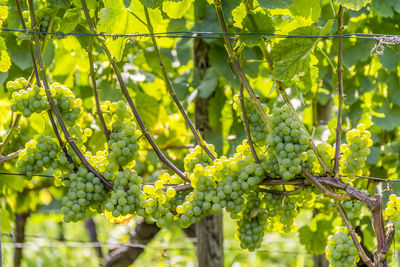 Close-up of grapes growing in vineyard