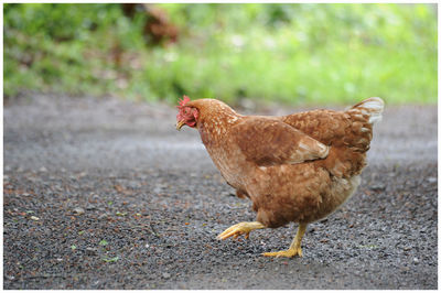 Side view of a bird