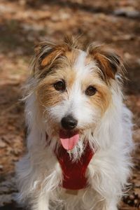 Close-up portrait of dog on field