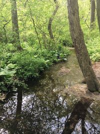 Trees in forest