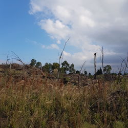 Plants on field against sky