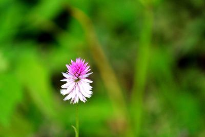 Close-up of pink flower