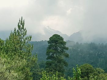 Scenic view of tree mountains against sky