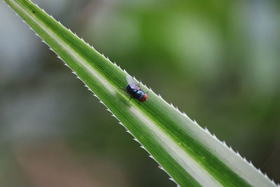 Close-up of insect on plant