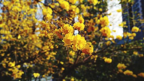 Close-up of yellow flowers