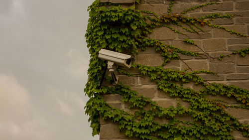 Low angle view of ivy on wall