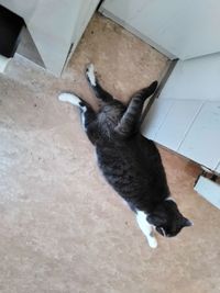 High angle view of cat on floor