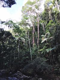 Low angle view of trees in forest