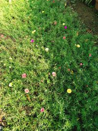 High angle view of flowering plants on field