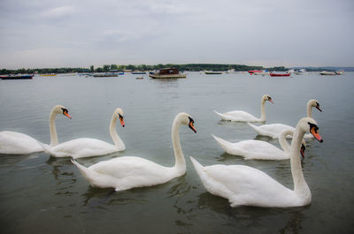 Swans swimming in lake against sky