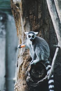 Monkey sitting on tree trunk