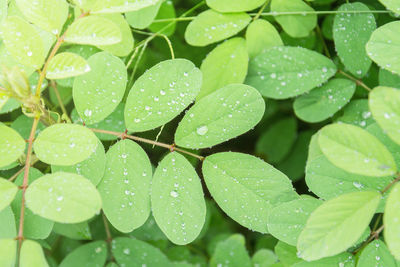 Full frame of water drops on leaves