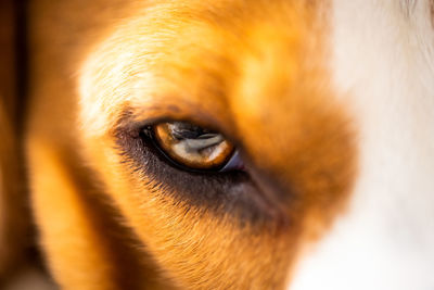 Close-up of dog eye