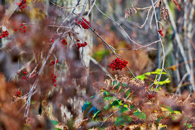 Autumn in the forest with a red rowan