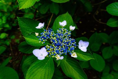 Close-up of white flowering plant