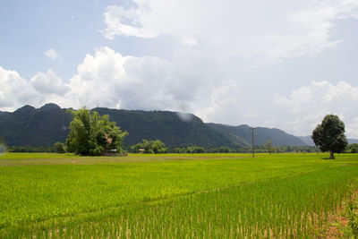 Scenic view of agricultural field against sky