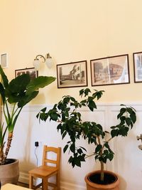 Potted plant on chair at home