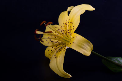 Close-up of yellow lily blooming against black background