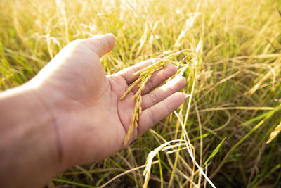 Close-up of hand holding wheat growing on field