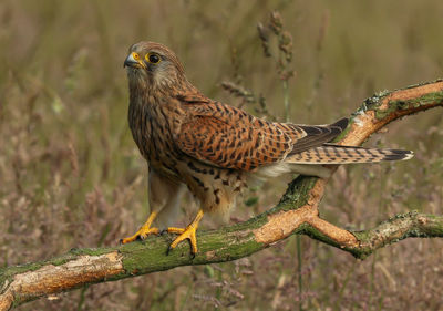 Close-up of a bird perching on branch