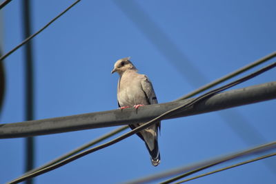 Low angle view of bird perching on cable