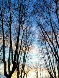 Bare trees in forest during winter