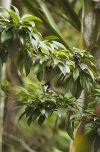 Close-up of insect on plant