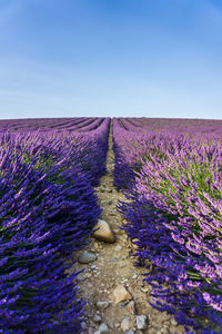 Purple flowers on field against clear sky