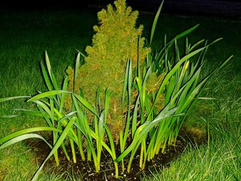 Plants growing on field