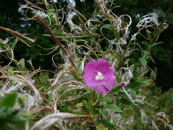 Close-up of purple flowers