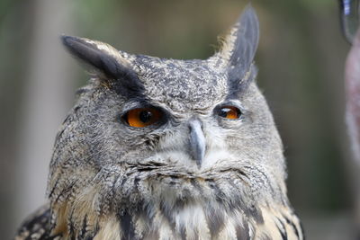 Close-up portrait of a owl