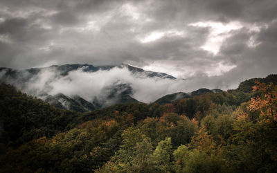 Scenic view of forest against sky