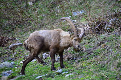 Ibex standing on field