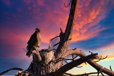 Low angle view of bird perching on branch against sky