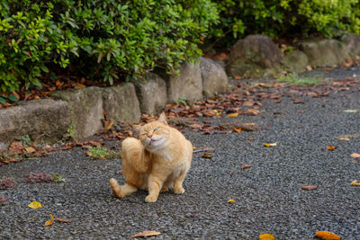 View of a cat on footpath