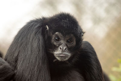 Close-up portrait of cute spider monkey looking away
