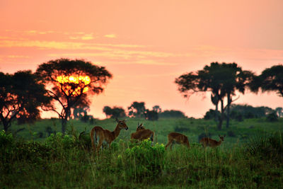 Trees on field against sky during sunset