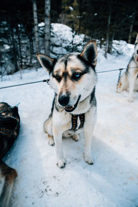 Close-up of siberian husky on snow covered field