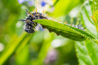 Close-up of insect on plant