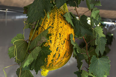 Close-up of fresh yellow leaves on plant