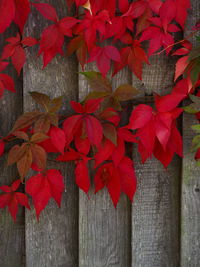 Close-up of red maple leaves on plant during autumn