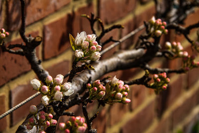 Close-up of cherry blossom on branch