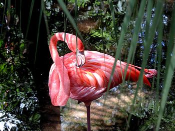 View of a bird on land