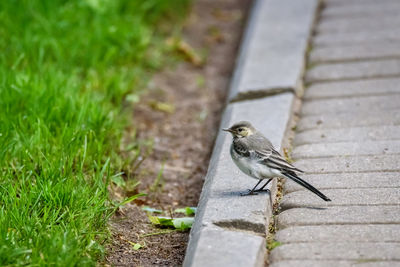 High angle view of bird perching on footpath