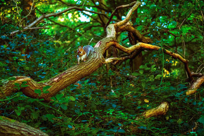 View of lizard on tree in forest