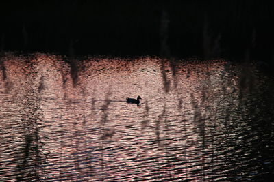 Ducks swimming in lake at night