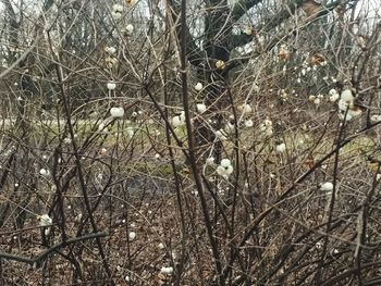 Full frame shot of bare trees in forest