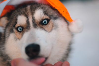 Close-up portrait of dog